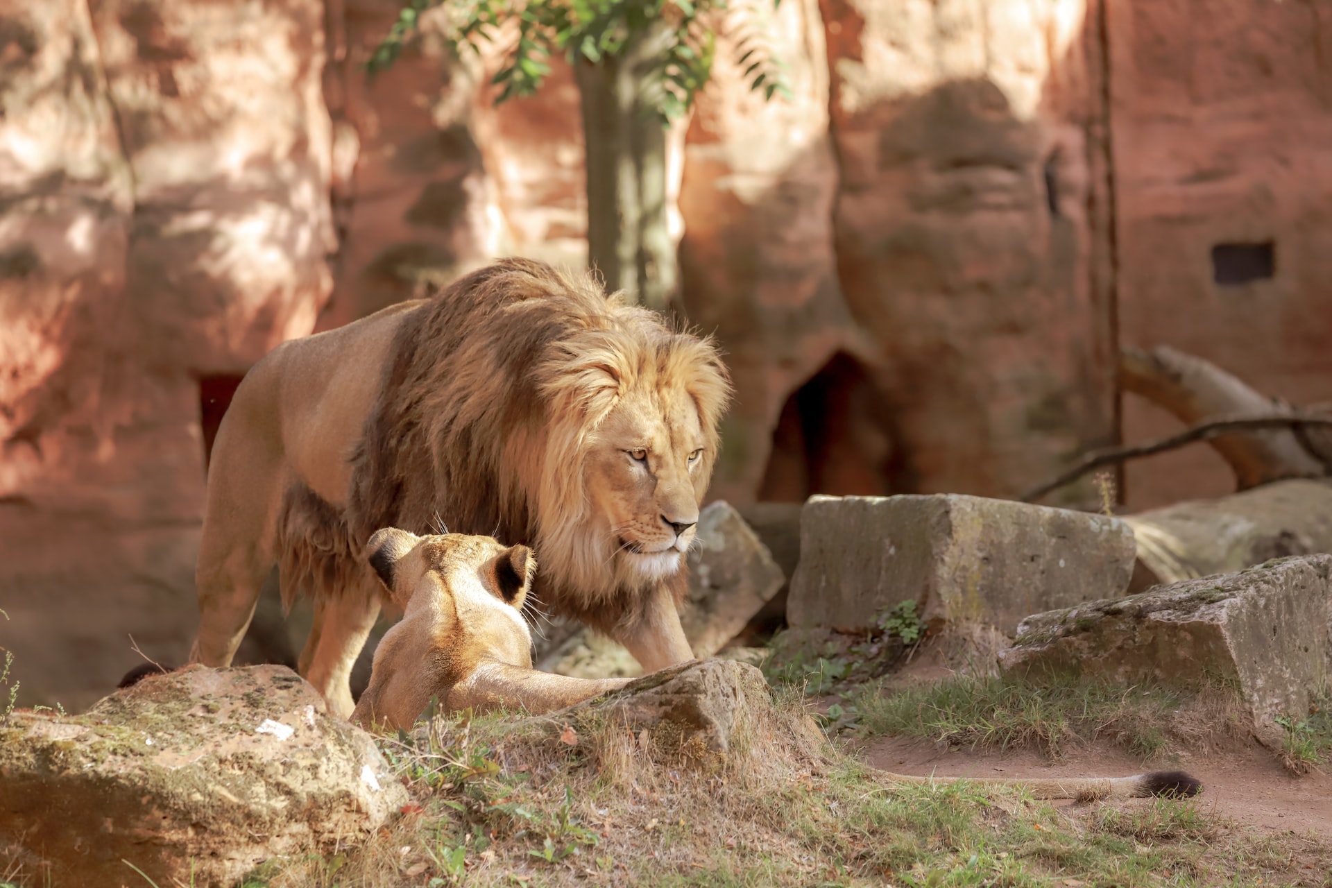 Rotterdam Zoo – med djur från världens alla hörn